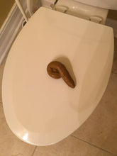 Load image into Gallery viewer, 2pk Realistic Party Pooper Fake Poo Novelty Toy Brown Gift Joke Birthday Prank